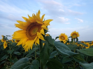 Sunflowers, France